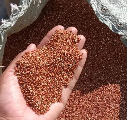 Wimbi (Millet) in the Spotlight: Ancient Grain for Modern Diets